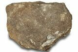 Dinosaur (Triceratops) Bone Section - Montana #307092-1